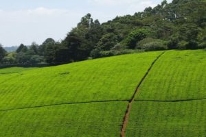 Kiambethu Tea Farm
