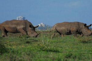 Nairobi National Park Excursion Safari