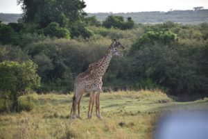 Golf & Masai Mara