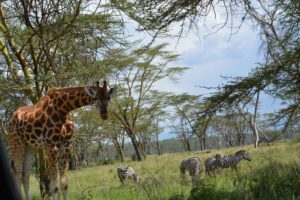 Kenya – Tanzania Safari Luxury With Serena Hotels