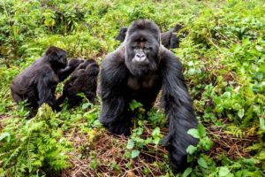 Rwanda, Chimps and Gorillas – 6Nights/7Days