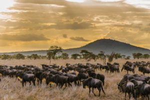 The East Africa Wildlife Safari