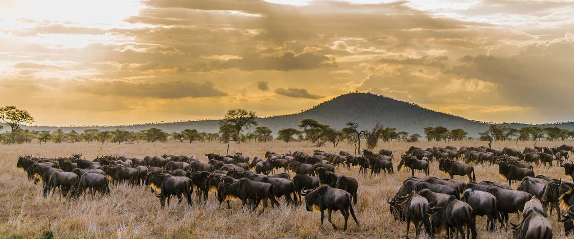 The East Africa Wildlife Safari