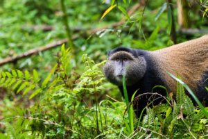 Rwanda Gorilla Safari, 3 Nights Virunga