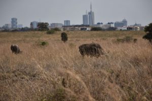 Half Day Nairobi Tour Safari