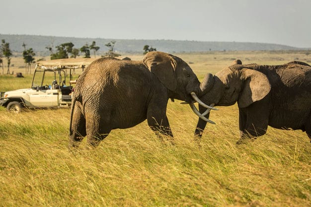 3-Day Amboseli Safari Experience