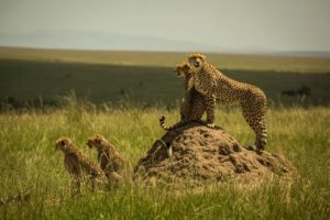 Kenya Big Cat Safari