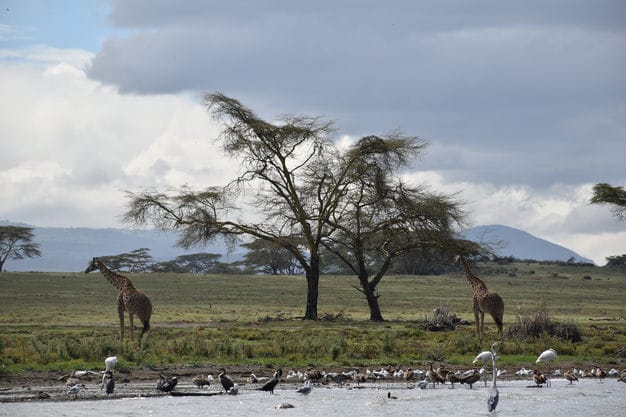 6 -Days Explore Rift Valley and Masai Mara Savannah