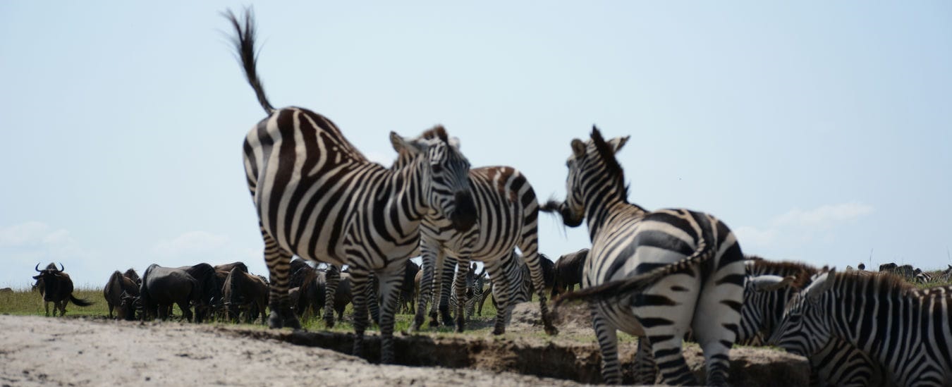 9 -Day The real Kenyan safari experience