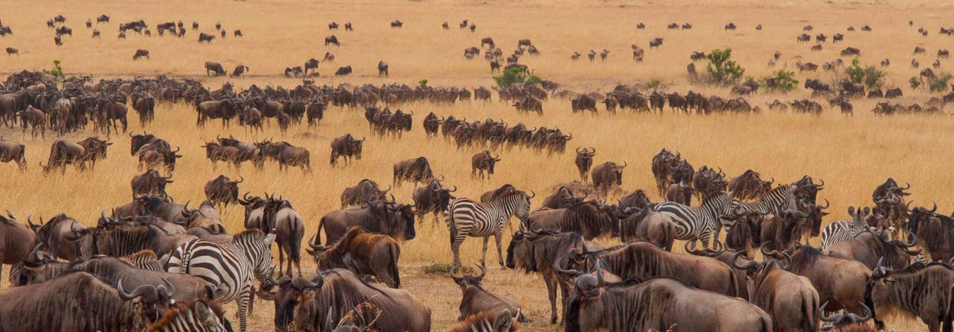 3-Day Out of Africa Safari Masai Mara Conservancy