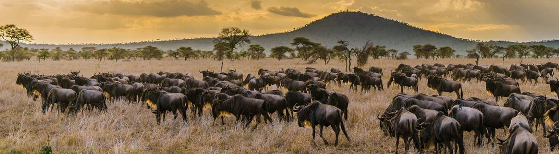 Mara Migration Safari